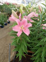 [4194 Striker No201.JPG]